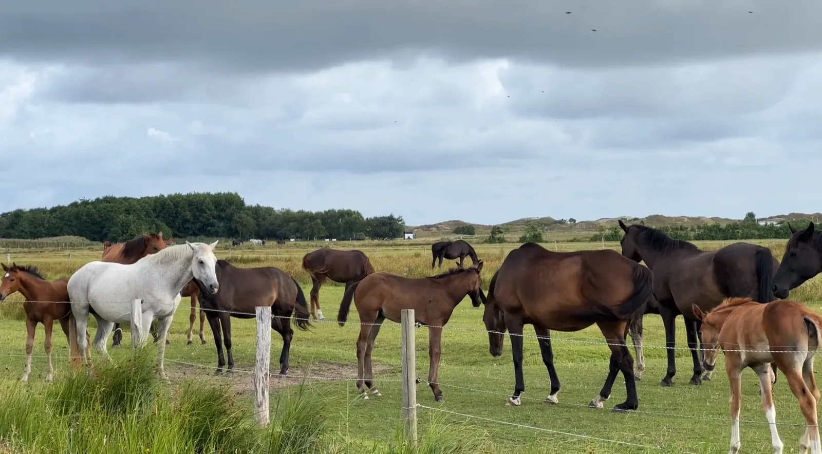 Breeding & Stud Operations