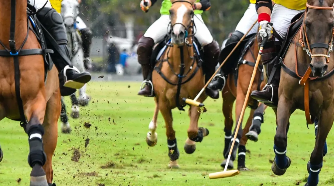 Polo ponies at the gallop